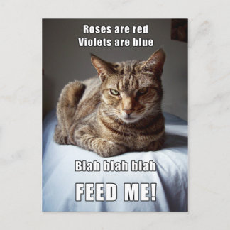 Vanlentine Cat Feed Me gedicht Briefkaart