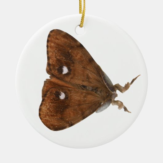 Vapourer Moth Ornament (Voorkant)