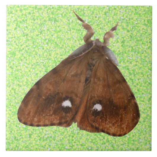 Vapourer Moth Tile Tegeltje (Voorkant)
