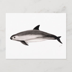 Vaquita Briefkaart