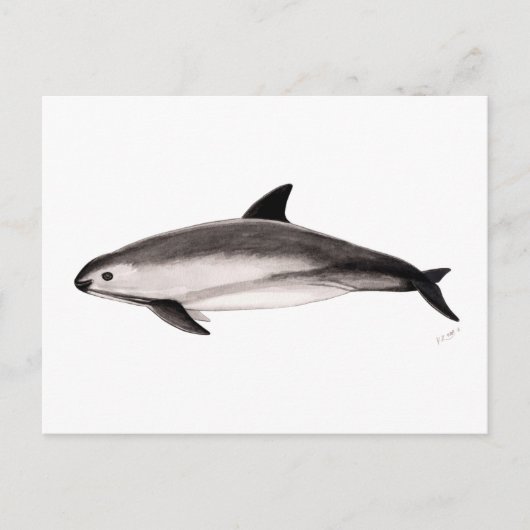 Vaquita Briefkaart (Voorkant)