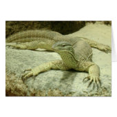Varanus gouldii (Devant horizontal)