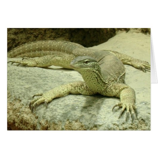 Varanus gouldii (Devant horizontal)