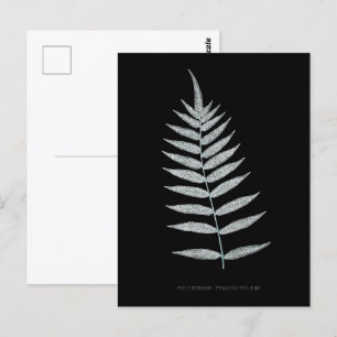 Varen - Polypodyum Fraxinifolium - Röntgenfoto-eff Briefkaart