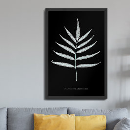 Varen - Polypodyum Grandidens - Röntgen-effect - 1 Poster