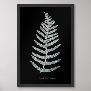 Varen - Polypodyum Vulgare - Röntgenfoto-effect -  Foto Afdruk