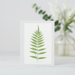 Varenblad Botanische Illustratie Briefkaart