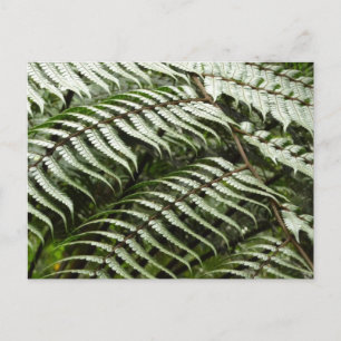 Varenbladeren II Donkergroen Natuur Briefkaart