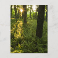 Varens in het bos in Grafton, Massachusetts.