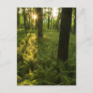 Varens in het bos in Grafton, Massachusetts. Briefkaart