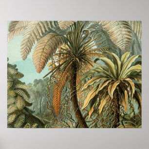Varens Palmboom Antieke Botanische Varens Kunst Poster