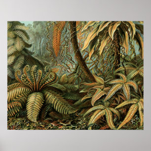 Varens Palmboom Antieke Botanische Varens Kunst Poster