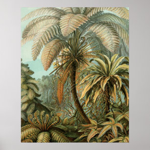 Varens Palmboom Antieke Botanische Varens Kunst Poster