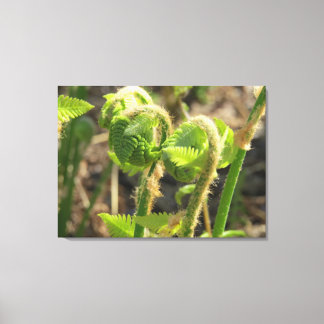 Varens worden net wakker canvas afdruk