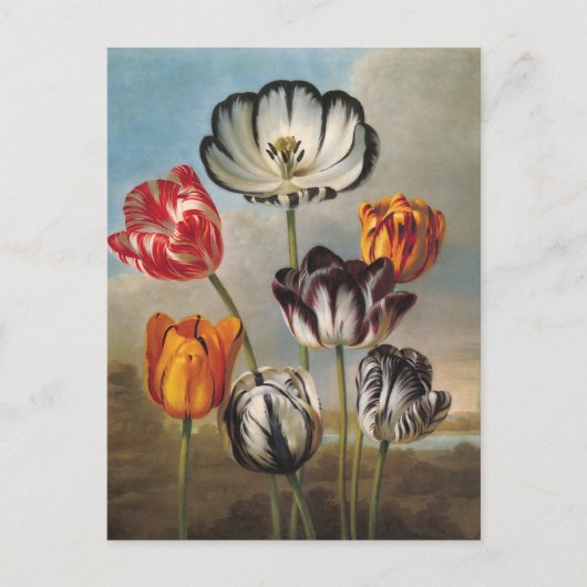 variabele Tulip Flowers in een landschap Briefkaart (Voorkant)