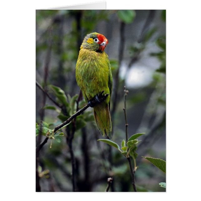 Varied loriket, Australië (Voorkant)