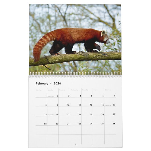 Varieerlijke reuzenpanda's en rode pandagalender kalender (Feb 2026)