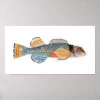 Variegate Darter