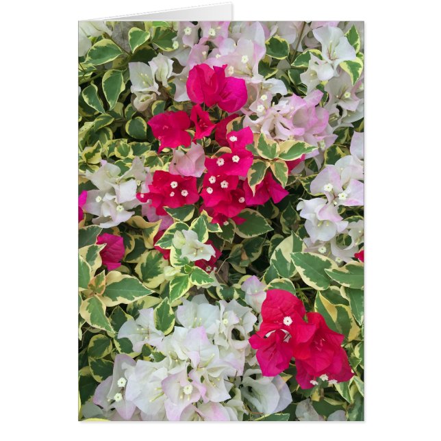 Variegated Bougainvillea (Voorkant)