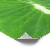 Variegated Taro Poster (Hoek)