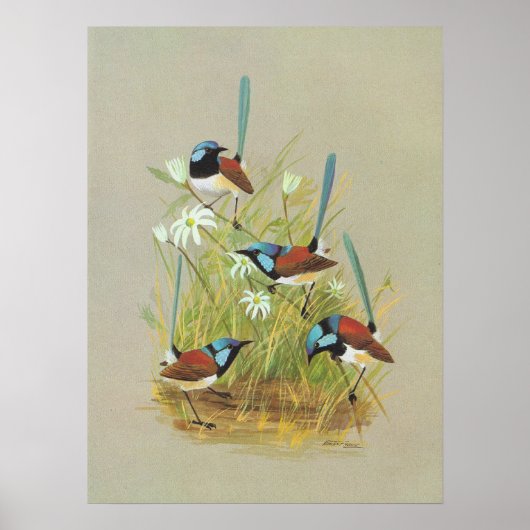 Variegated Wren - Malurus lamberti Poster (Voorkant)