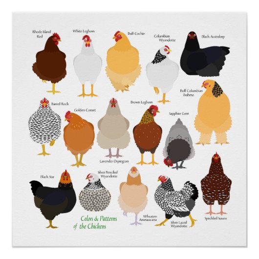 various colors&patterns chickens poster perfect poster (Voorkant)