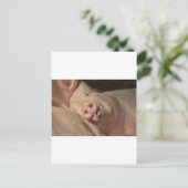 varken briefkaart (Staand voorkant)