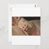 varken briefkaart (Voorkant / Achterkant)