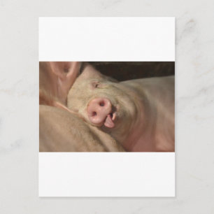 varken briefkaart
