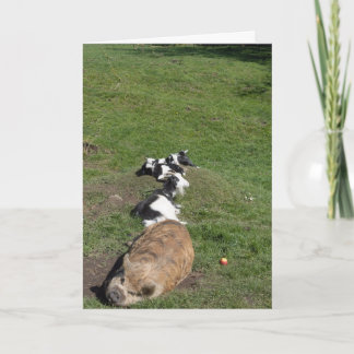 Varken en geiten die in de zon liggen kaart