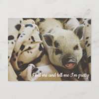 Varken in een Blanket