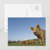 Varken in een veld briefkaart (Voorkant / Achterkant)