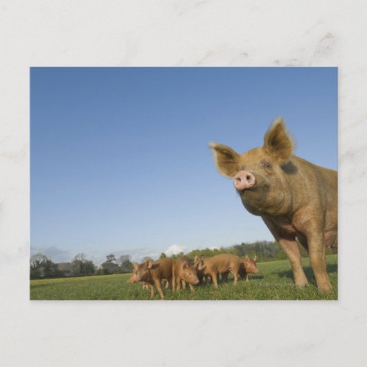 Varken in een veld briefkaart (Voorkant)