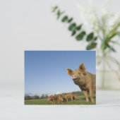 Varken in een veld briefkaart (Staand voorkant)