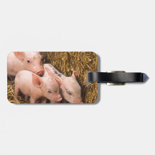 Varkens Bagagelabel (Achterkant horizontaal)