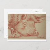Varkens Briefkaart (Voorkant / Achterkant)