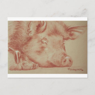 Varkens Briefkaart