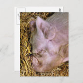 VARKENS BRIEFKAART (Voorkant / Achterkant)