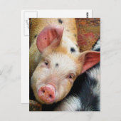 VARKENS BRIEFKAART (Voorkant / Achterkant)