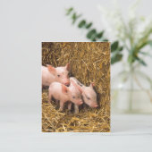 Varkens Briefkaart (Staand voorkant)