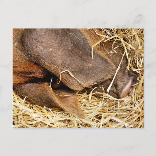 VARKENS BRIEFKAART (Voorkant)