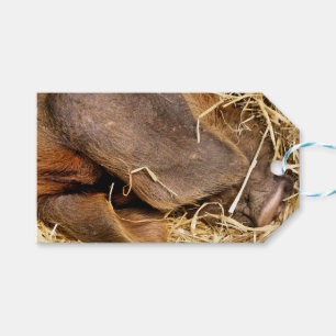 VARKENS CADEAULABEL