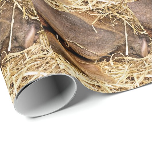 VARKENS CADEAUPAPIER (Rol Hoek)