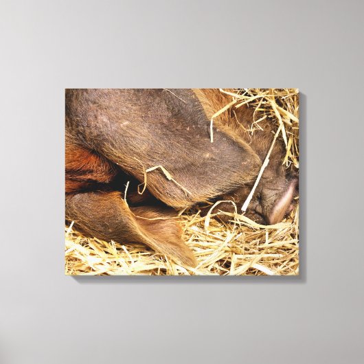 VARKENS CANVAS AFDRUK (Voorkant)