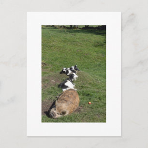 Varkens- en geitenfamilie geniet van de zon briefkaart