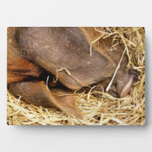 VARKENS FOTOPLAAT (voorkant)