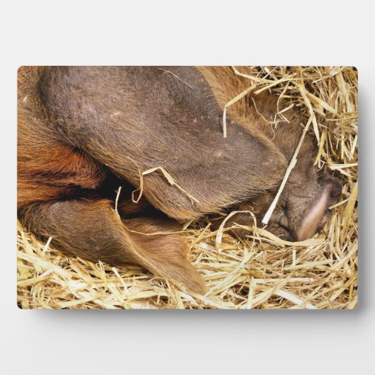 VARKENS FOTOPLAAT (voorkant)