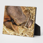 VARKENS FOTOPLAAT (Zijkant)