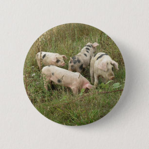 Varkens in een Button veld