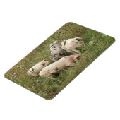 Varkens in een Feld Premium Magnet Magneet (Linkerzijde)